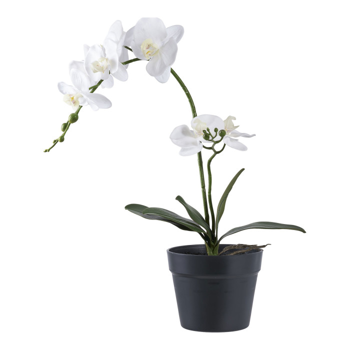 ORCHID 9501003