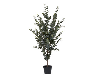 Koks EUCALYPTUS 9501015
