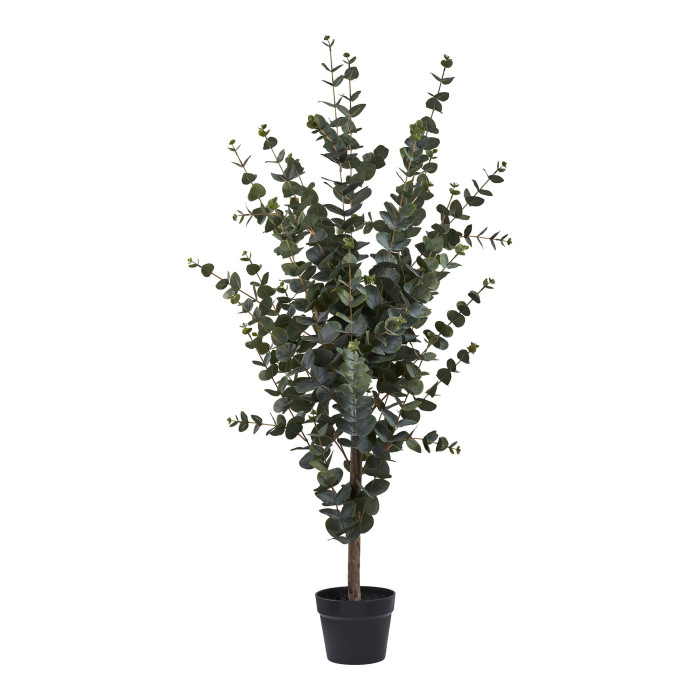 Koks EUCALYPTUS 9501015