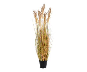 Žolė SORGHUM 9501070
