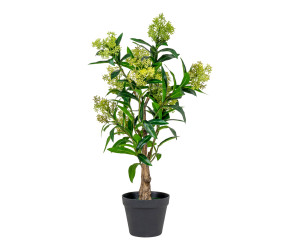 Koks SKIMMIA 9501120
