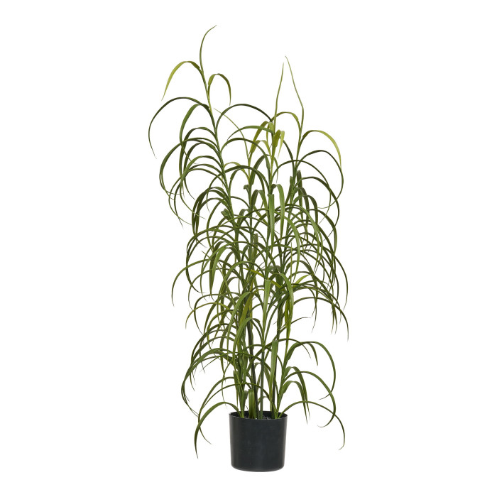 Augs GRASS 9510003