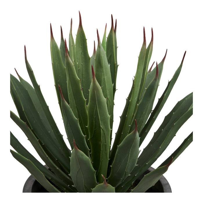 Декоративное растение AGAVE — цвет: серый / зелёный