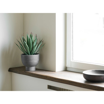 Декоративное растение AGAVE — цвет: серый / зелёный