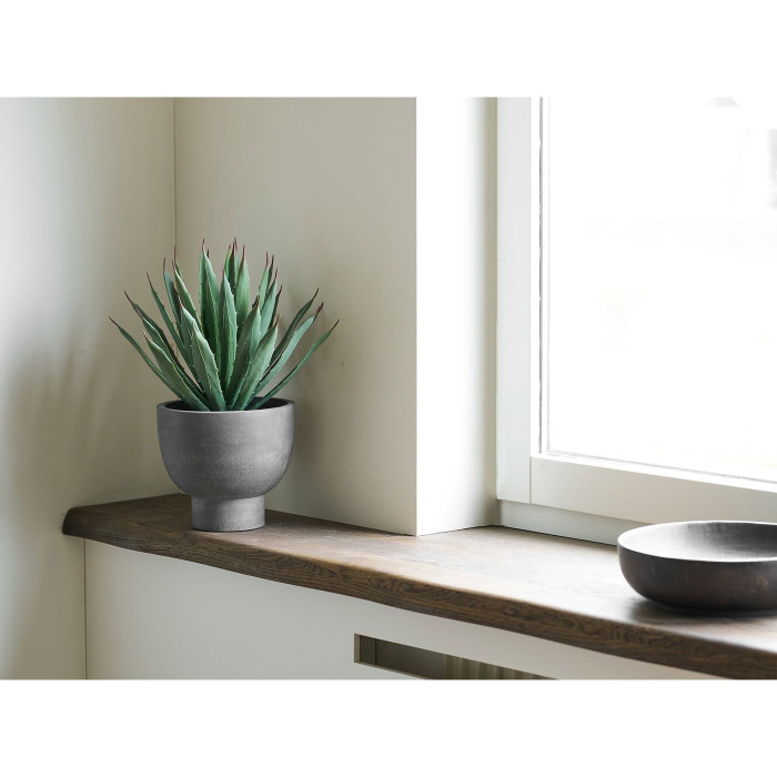 Декоративное растение AGAVE — цвет: серый / зелёный