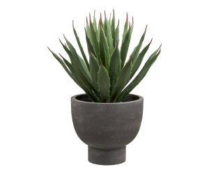 Dekoratīvs augs AGAVE — krāsa: pelēka / zaļa