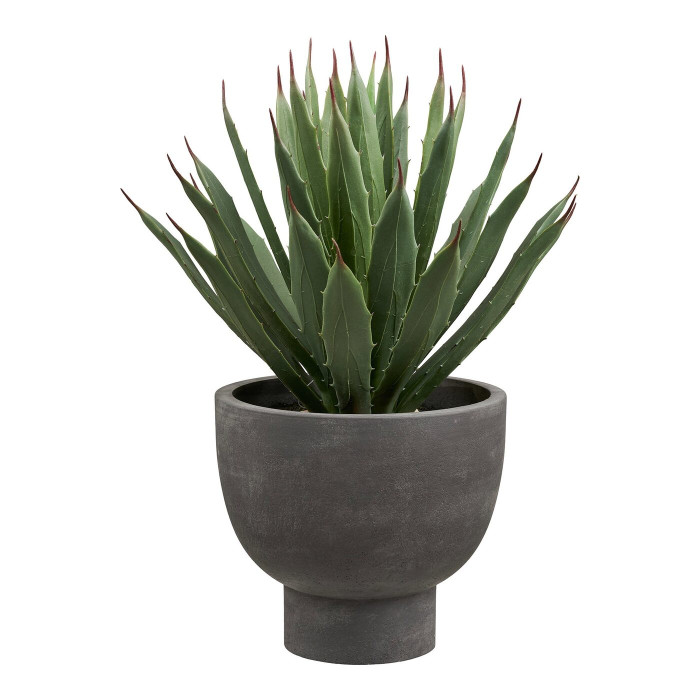 Декоративное растение AGAVE — цвет: серый / зелёный